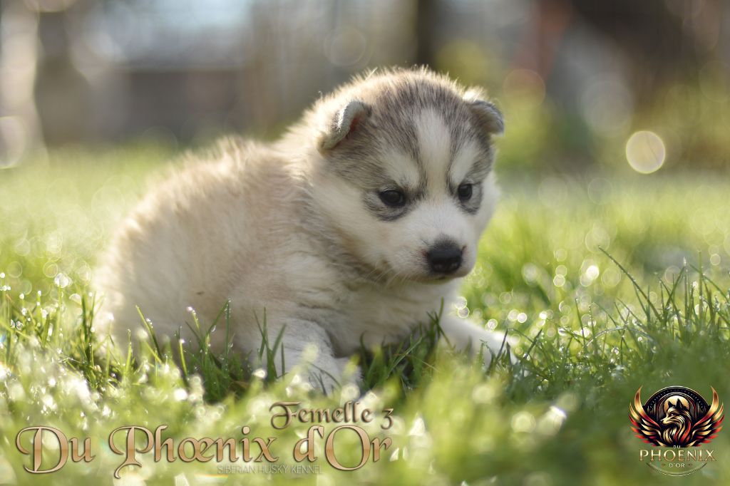 Du Phoenix D'Or - Chiot disponible  - Siberian Husky