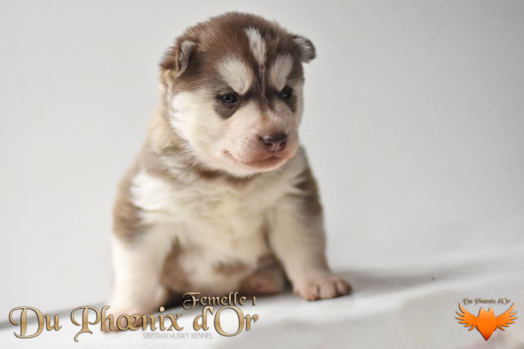 Du Phoenix D'Or - Chiot disponible  - Siberian Husky