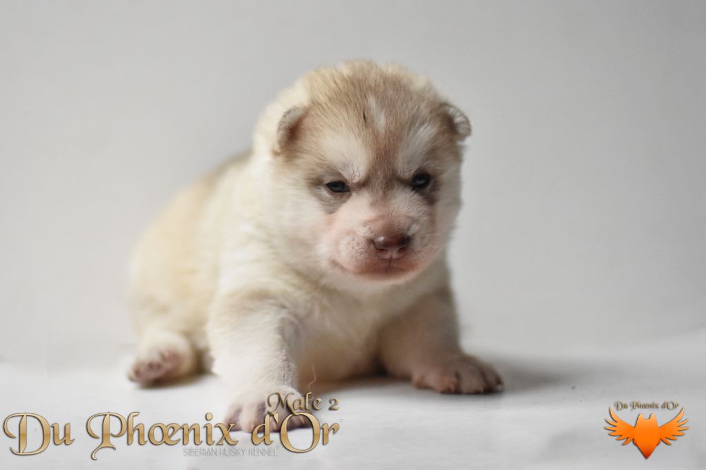 Du Phoenix D'Or - Chiot disponible  - Siberian Husky