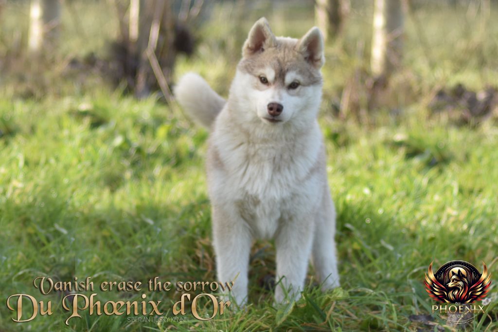 Du Phoenix D'Or - Chiot disponible  - Siberian Husky