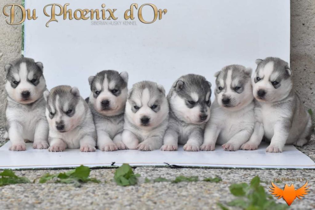 chiot Siberian Husky Du Phoenix D'Or