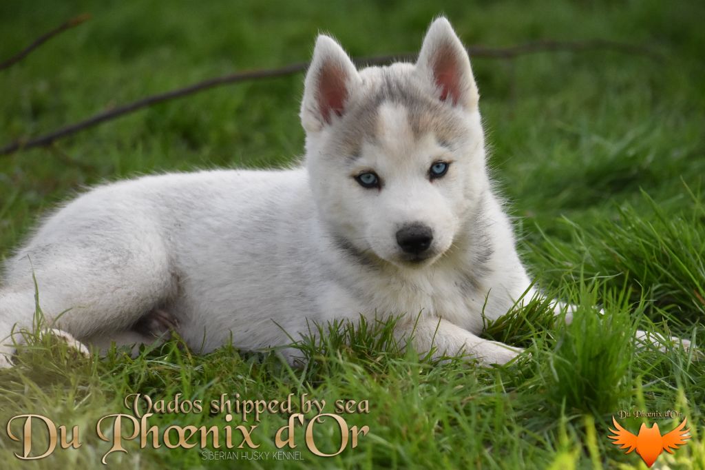 Du Phoenix D'Or - Chiot disponible  - Siberian Husky