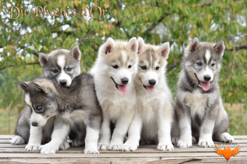 chiot Siberian Husky Du Phoenix D'Or