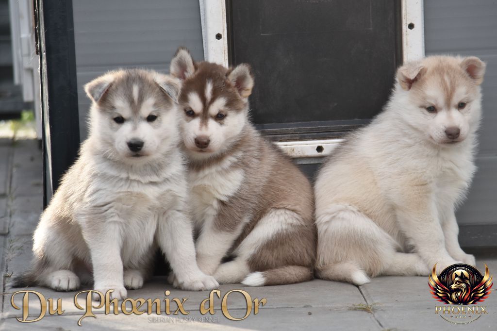 chiot Siberian Husky Du Phoenix D'Or