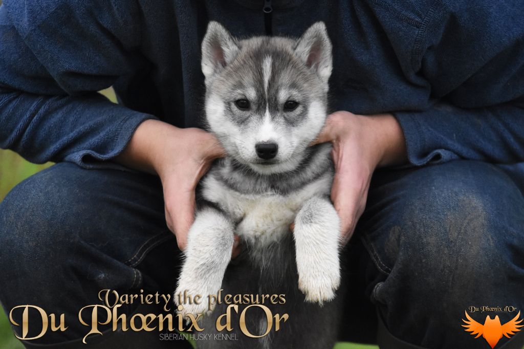 Du Phoenix D'Or - Chiot disponible  - Siberian Husky