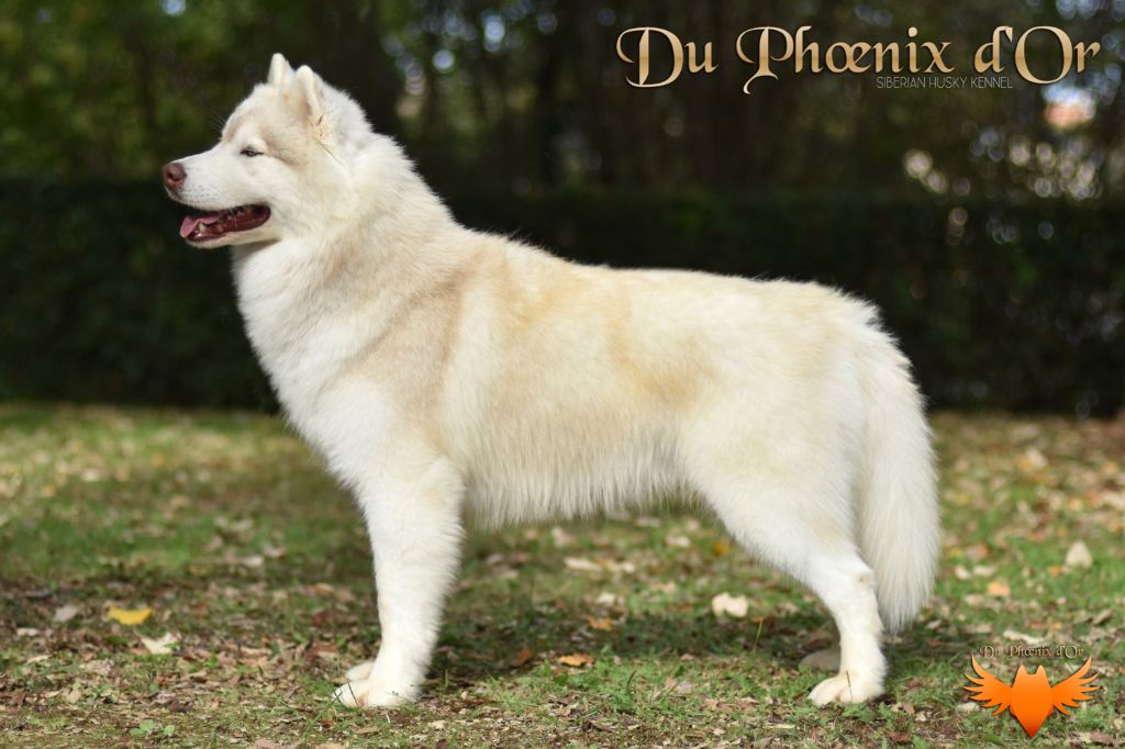 Shiiro hokori Du Phoenix D'Or
