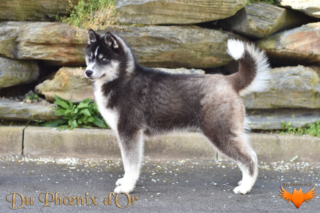 Uncover black pearl Du Phoenix D'Or