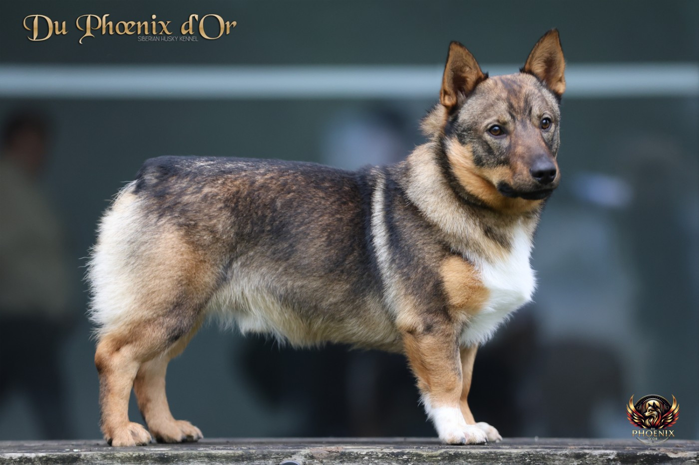 gnipahellirs Esbjörn