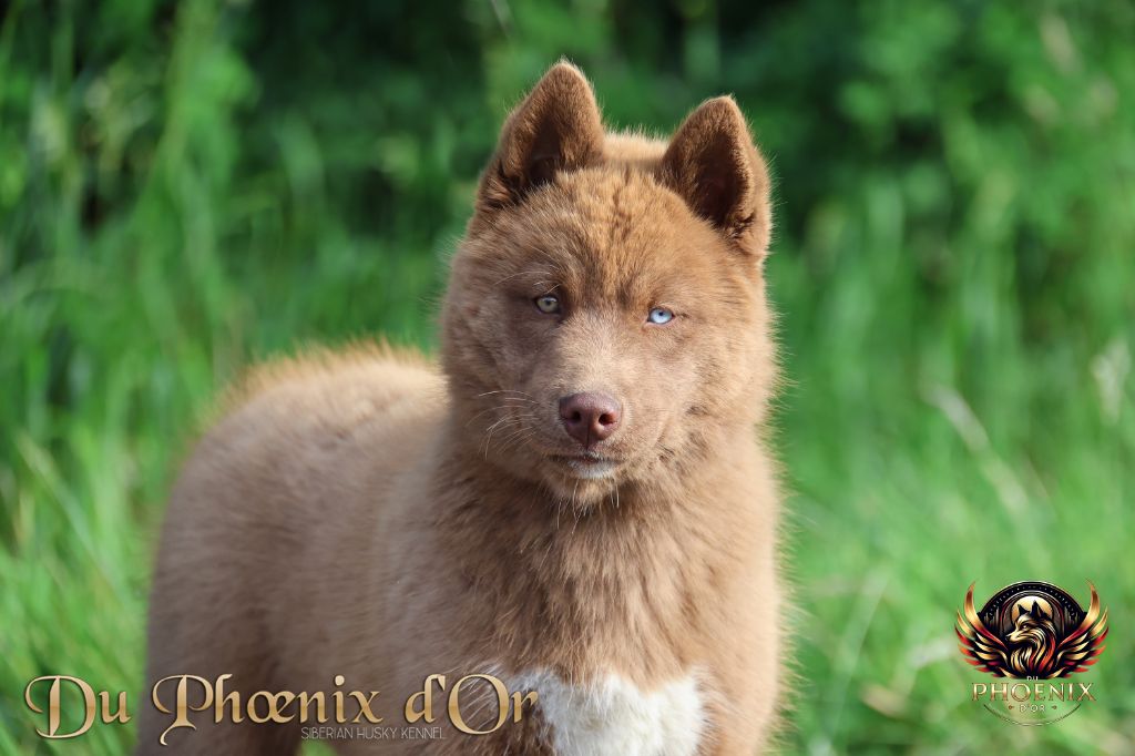 Alya stealthy vixen Du Phoenix D'Or