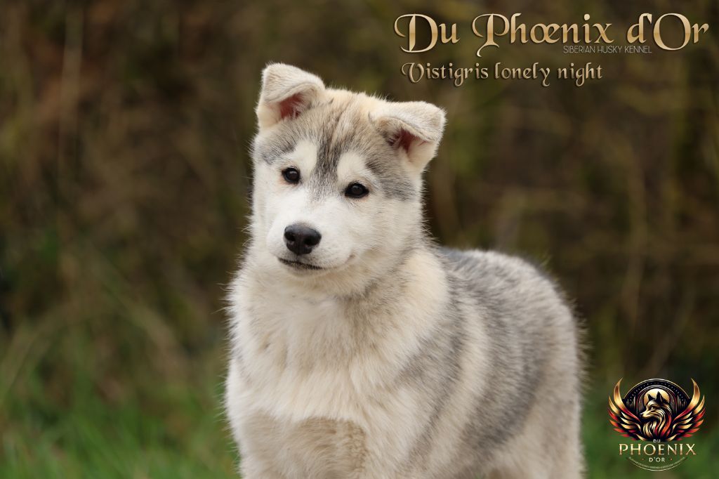 Vistigris lonely night Du Phoenix D'Or