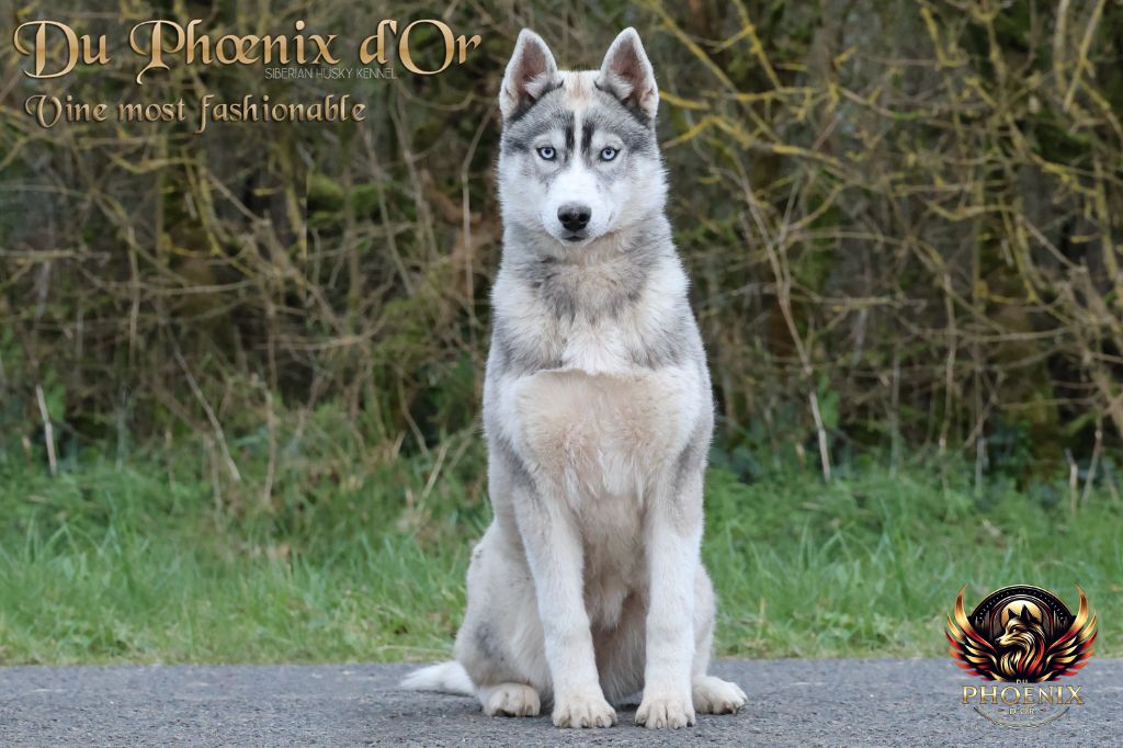 Vine most fashionable Du Phoenix D'Or