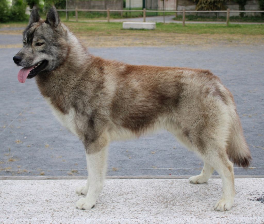 Vegas' star Du Phoenix D'Or