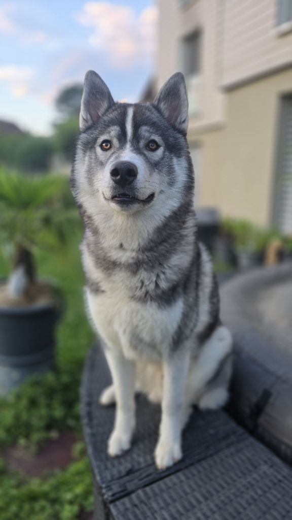 Vibrate sound the stars Du Phoenix D'Or