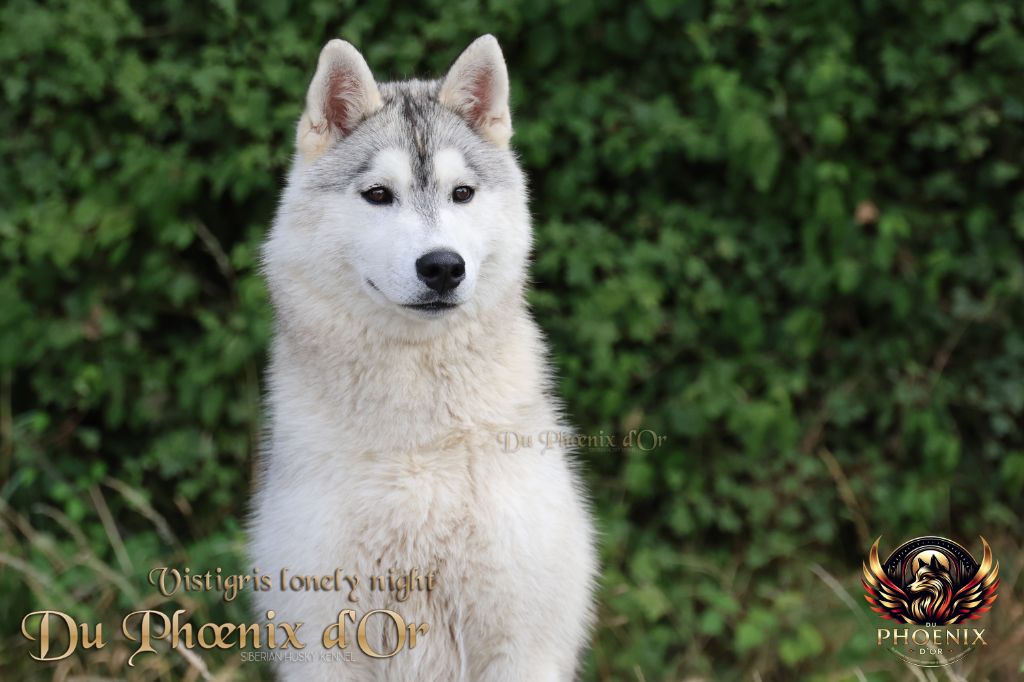 Vistigris lonely night Du Phoenix D'Or