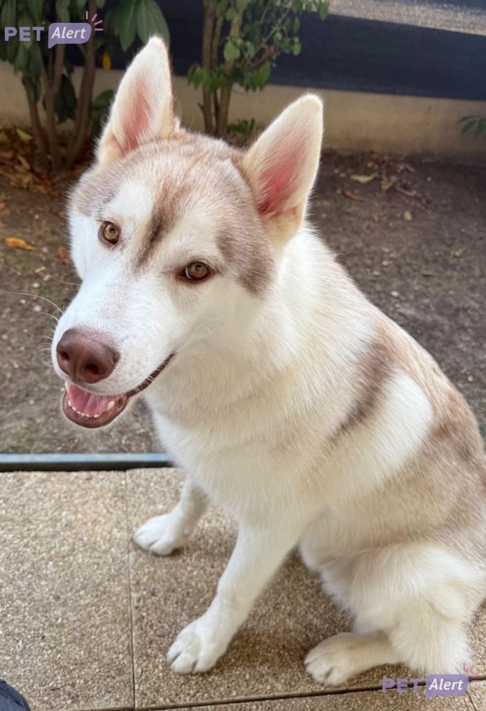 Verso honey crunch Du Phoenix D'Or