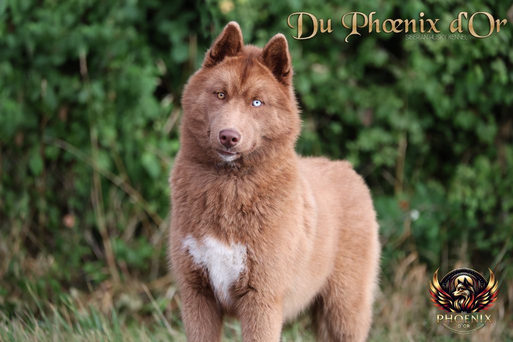 Alya stealthy vixen Du Phoenix D'Or