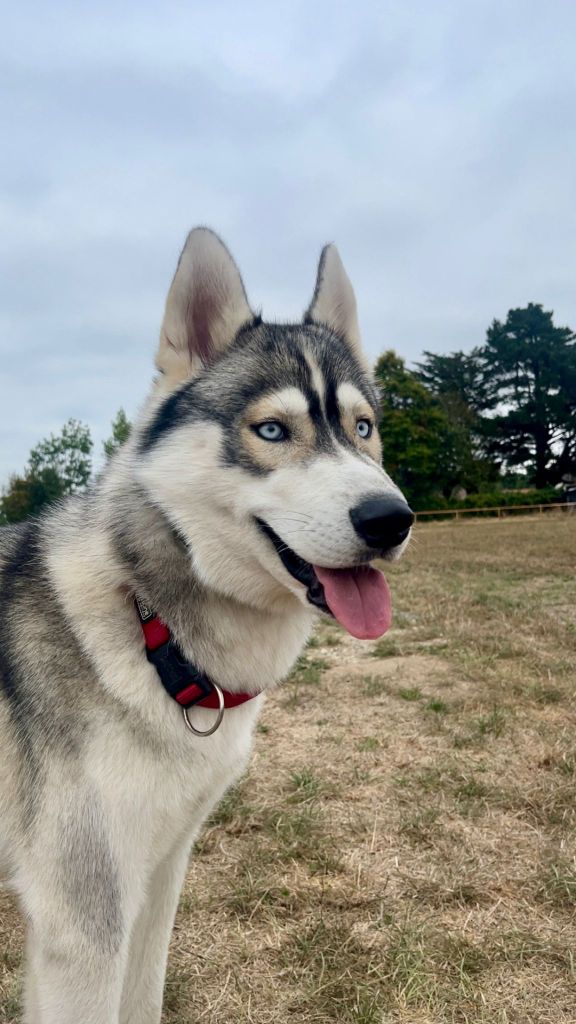 Vandal mafia boss Du Phoenix D'Or