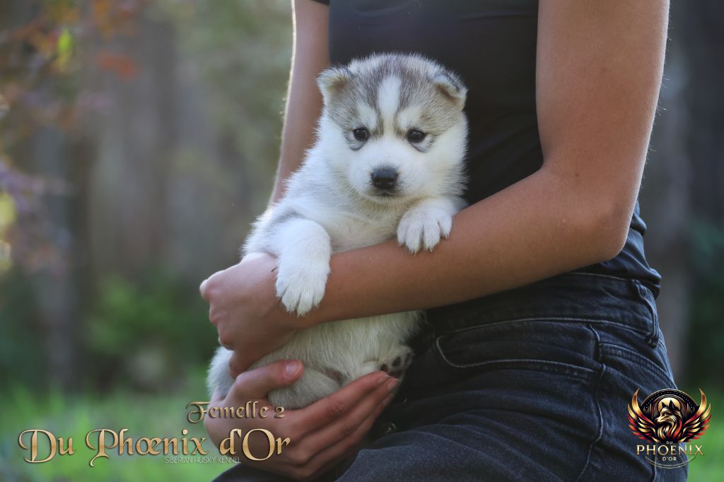 Du Phoenix D'Or - Chiots disponibles - Siberian Husky