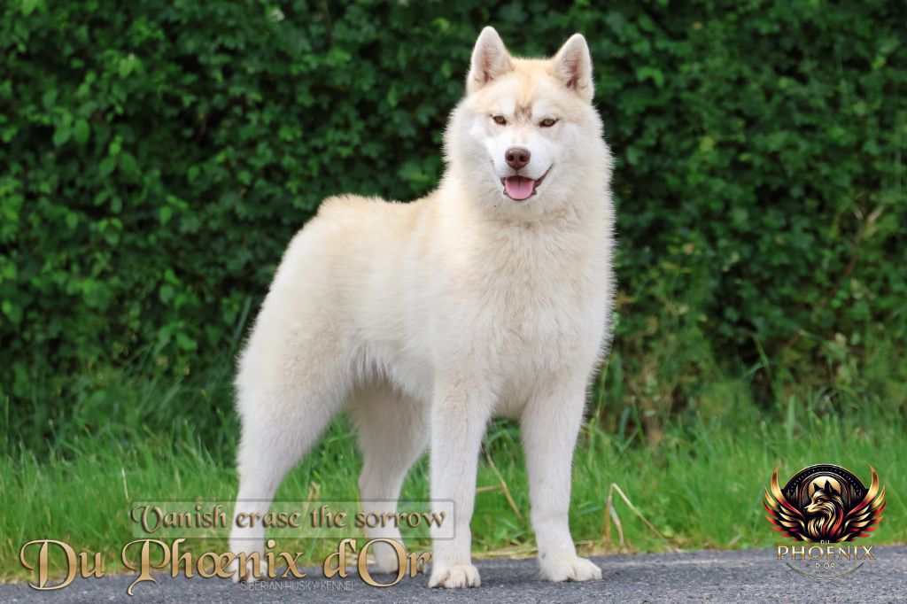 Du Phoenix D'Or - Chiots disponibles - Siberian Husky