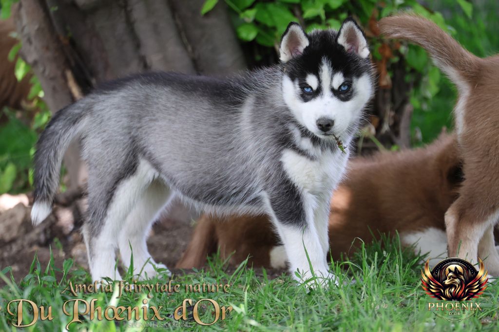 Du Phoenix D'Or - Chiots disponibles - Siberian Husky