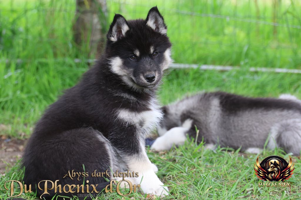 Du Phoenix D'Or - Chiots disponibles - Siberian Husky