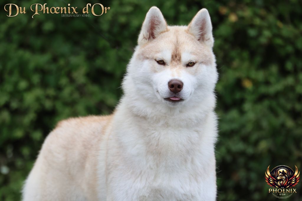 Du Phoenix D'Or - Chiots disponibles - Siberian Husky