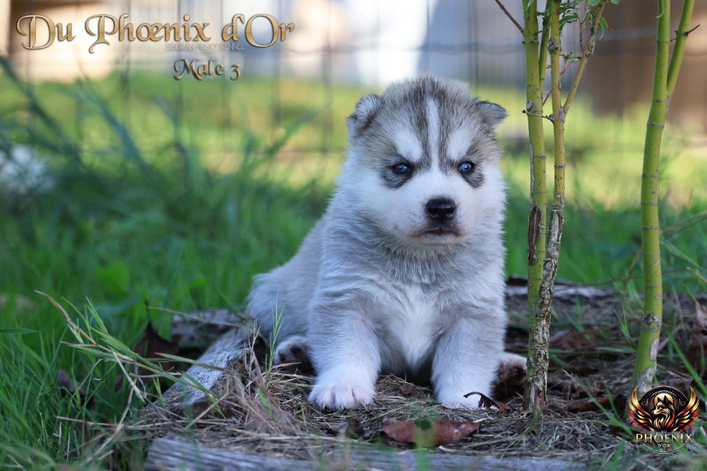 Du Phoenix D'Or - Chiots disponibles - Siberian Husky