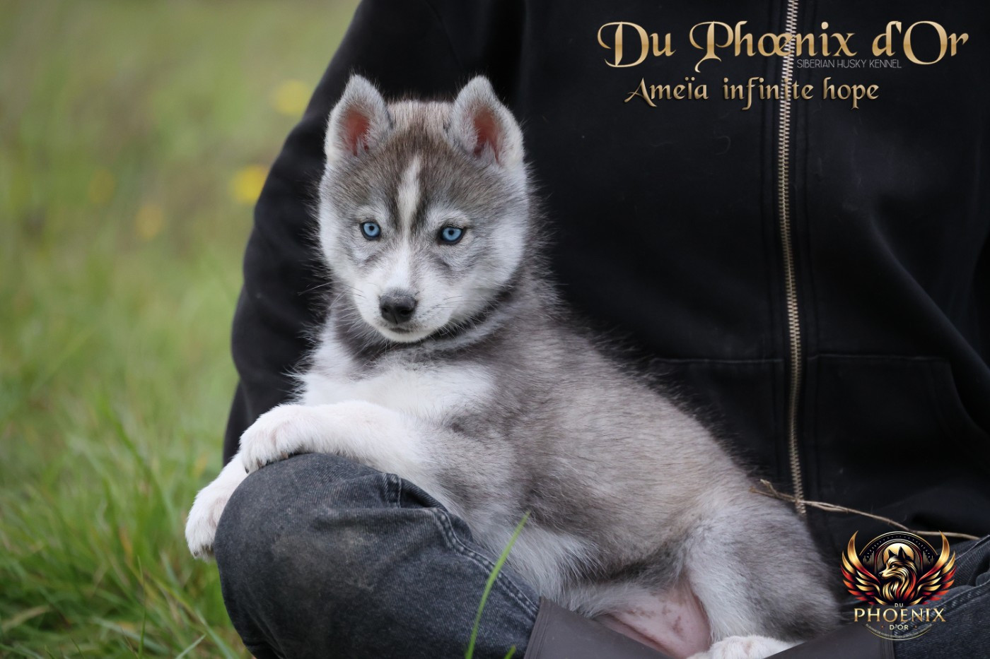 Du Phoenix D'Or - Chiots disponibles - Siberian Husky