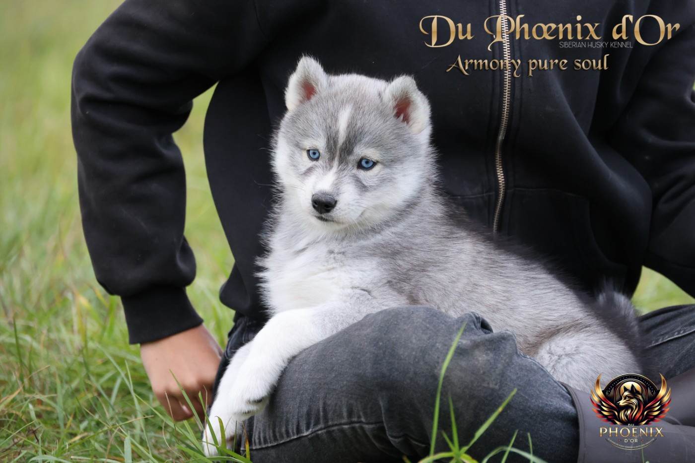 Du Phoenix D'Or - Chiots disponibles - Siberian Husky