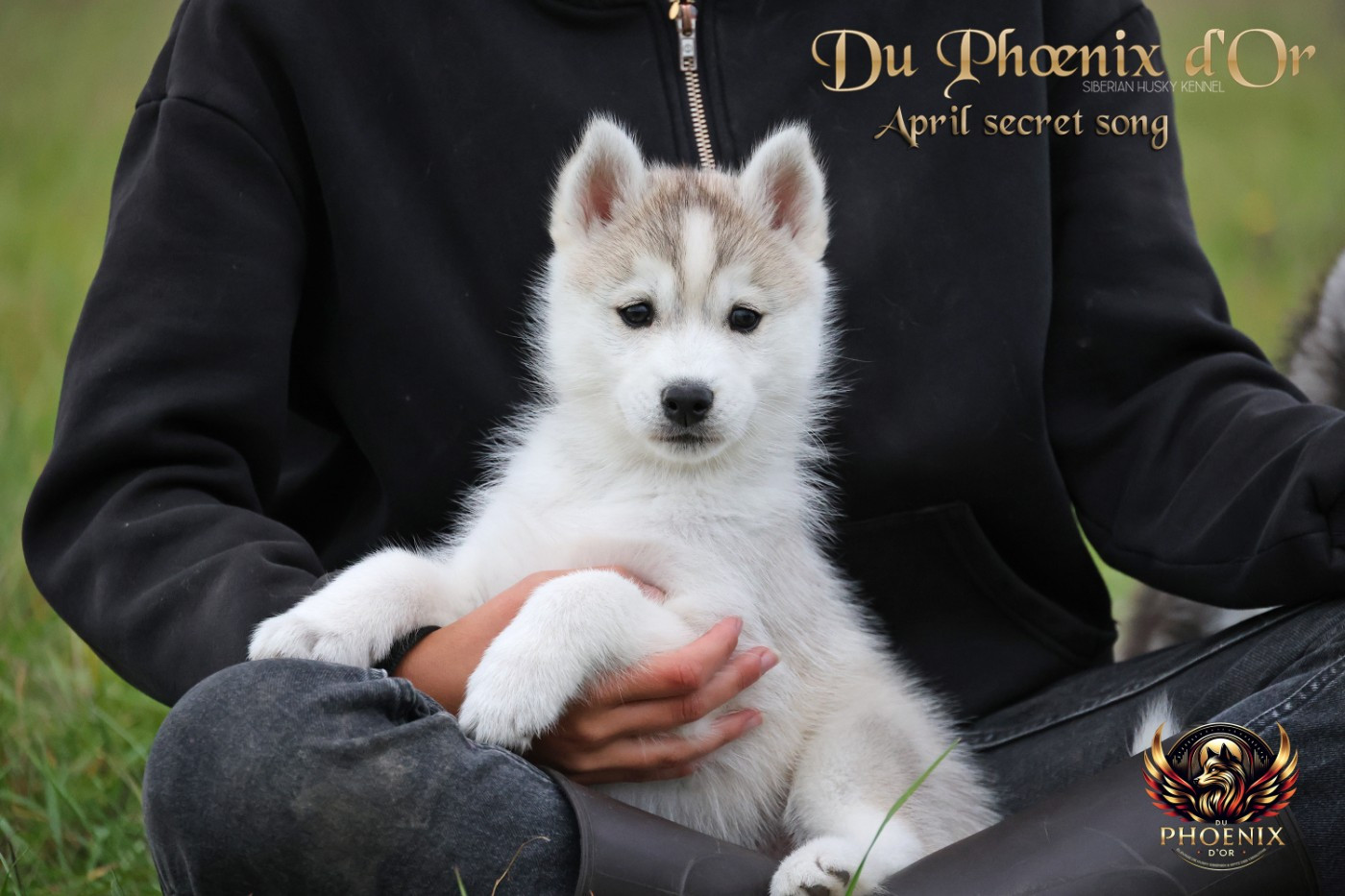 Du Phoenix D'Or - Chiots disponibles - Siberian Husky