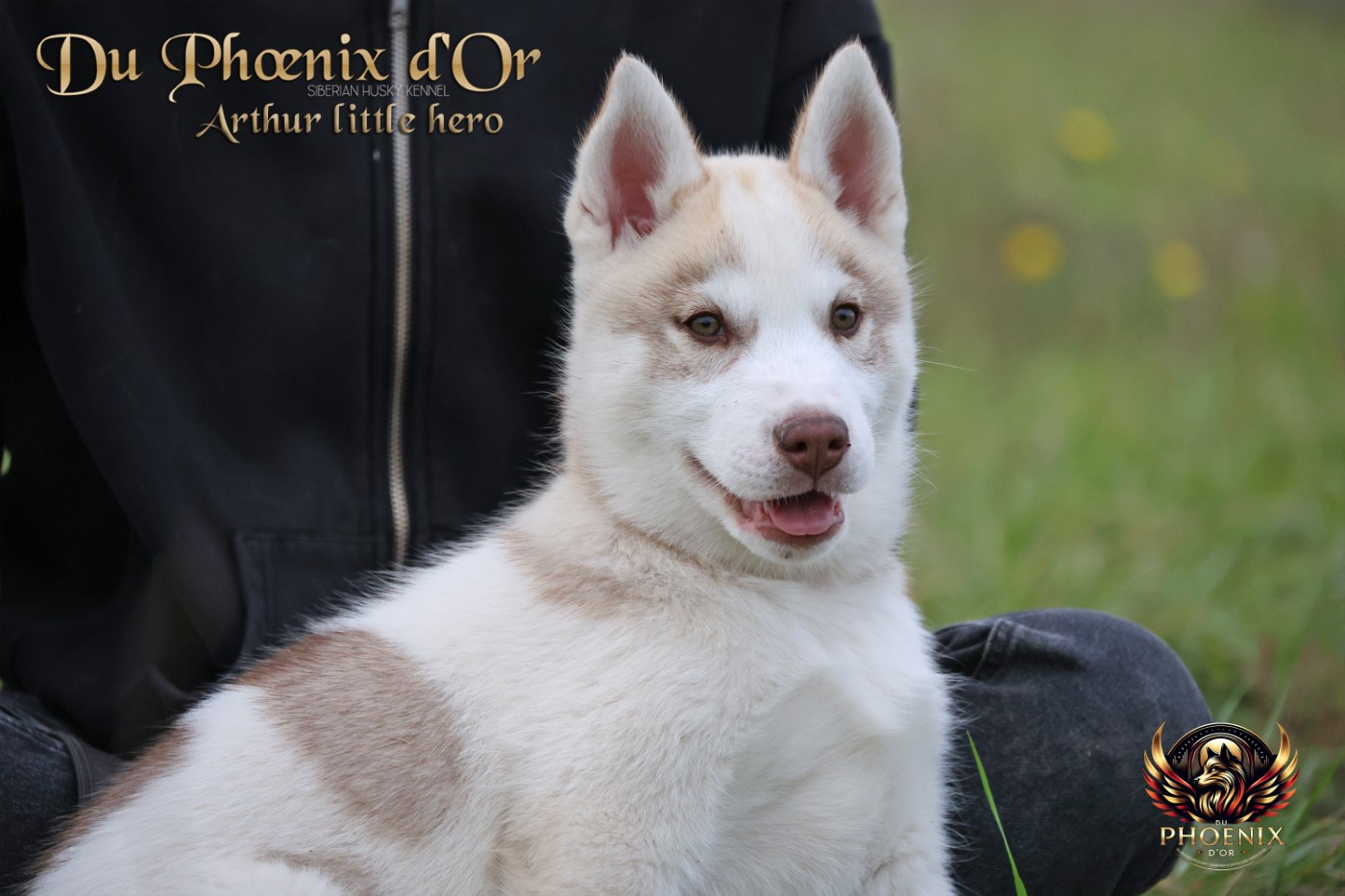 Du Phoenix D'Or - Chiots disponibles - Siberian Husky