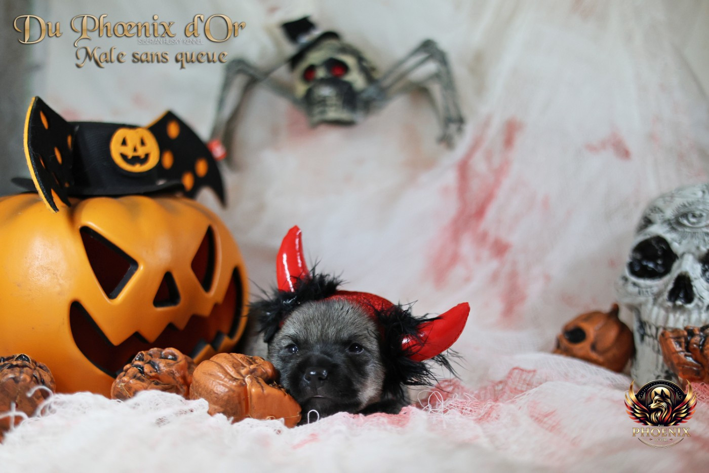 Du Phoenix D'Or - Chiots disponibles - Spitz des Visigoths