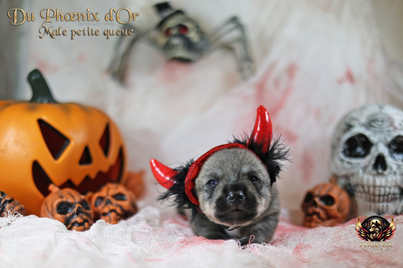 Du Phoenix D'Or - Chiots disponibles - Spitz des Visigoths