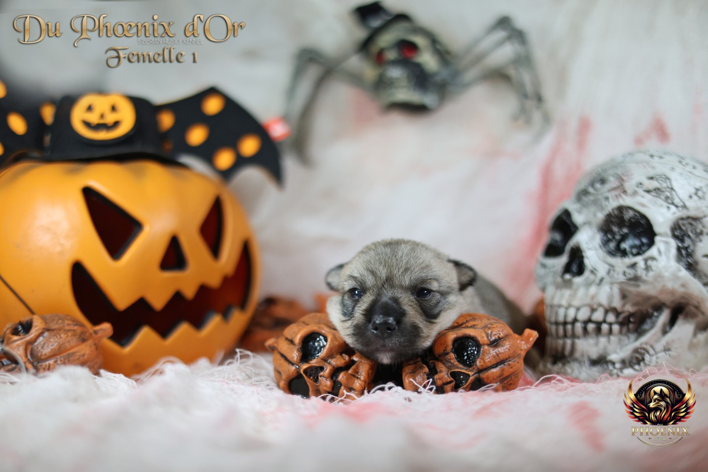 Du Phoenix D'Or - Chiots disponibles - Spitz des Visigoths