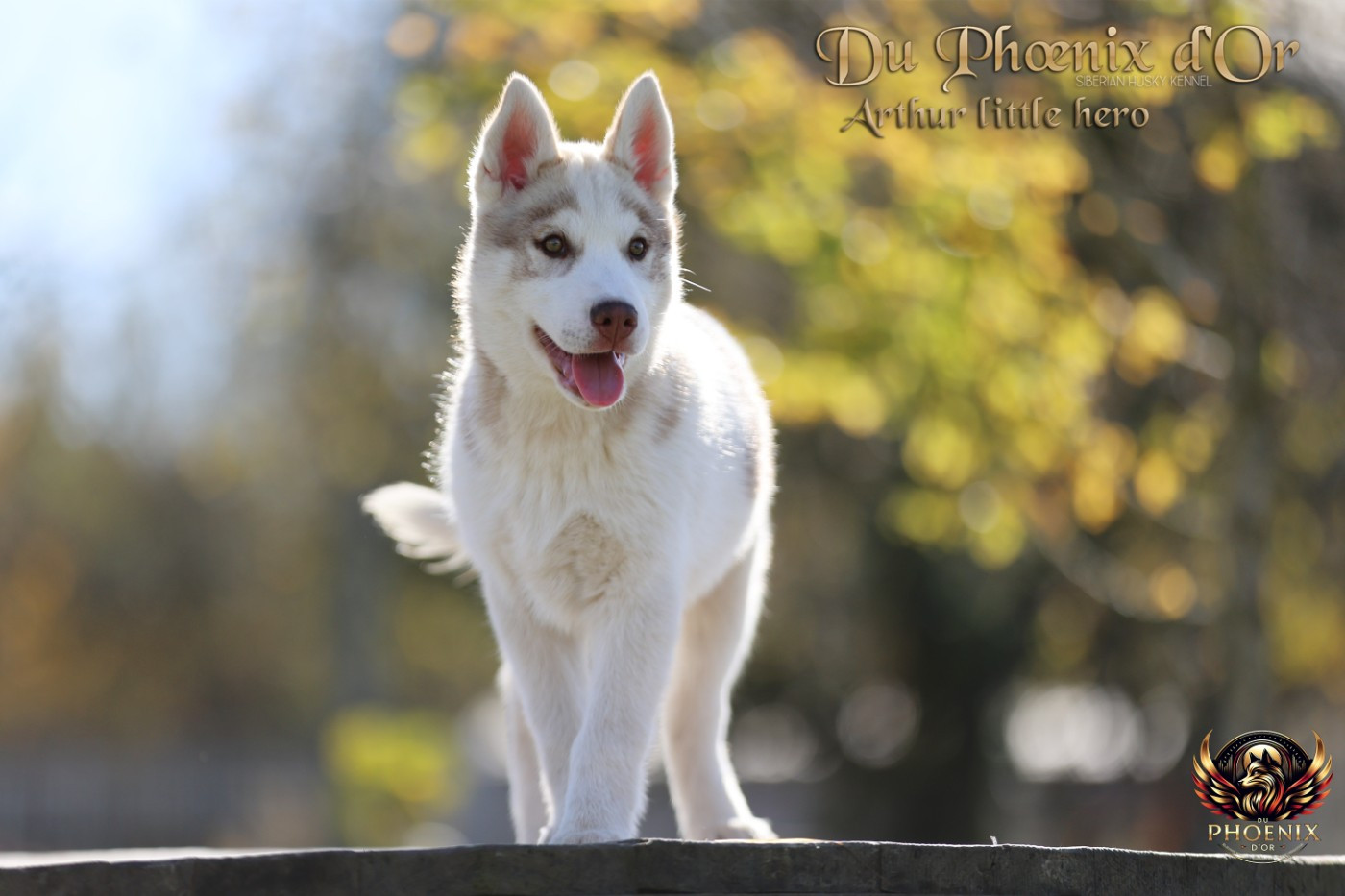 Du Phoenix D'Or - Chiots disponibles - Siberian Husky