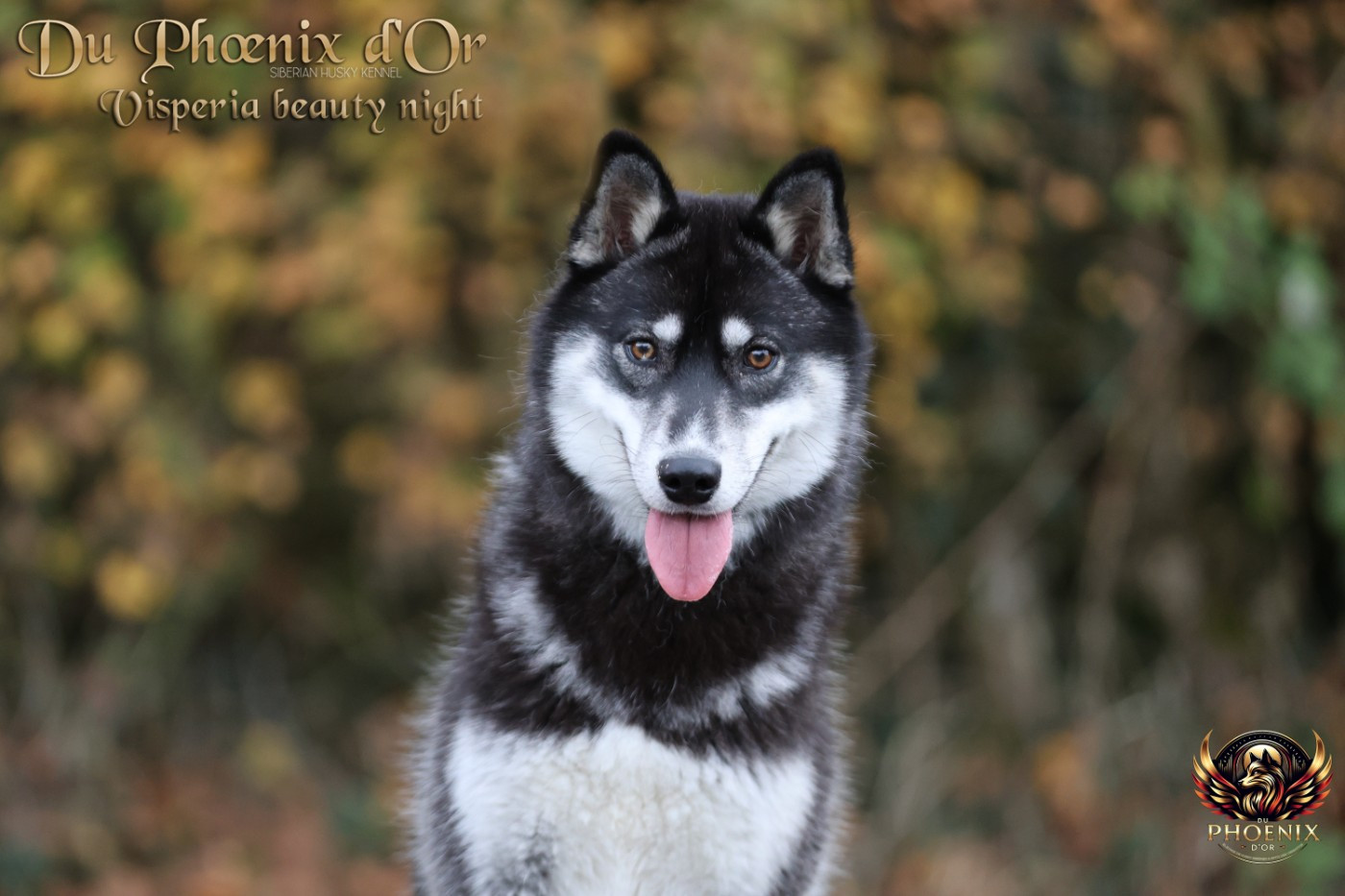 Du Phoenix D'Or - Chiots disponibles - Siberian Husky