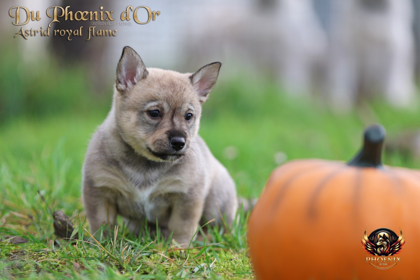 Du Phoenix D'Or - Chiots disponibles - Spitz des Visigoths