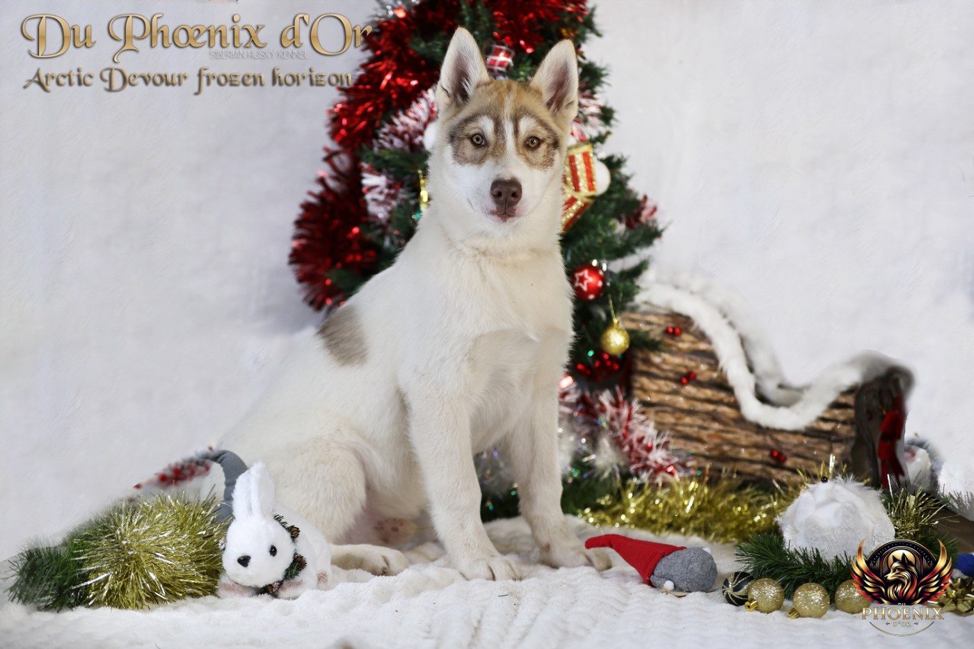 Du Phoenix D'Or - Chiots disponibles - Siberian Husky