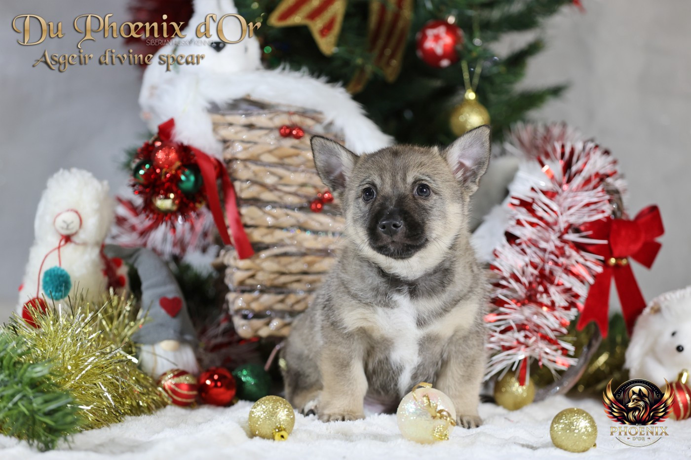 Du Phoenix D'Or - Chiots disponibles - Spitz des Visigoths