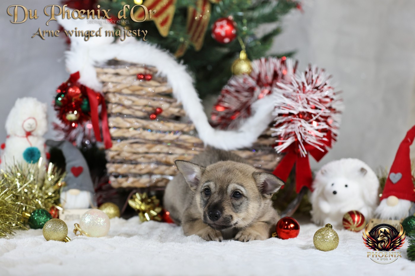 Du Phoenix D'Or - Chiots disponibles - Spitz des Visigoths