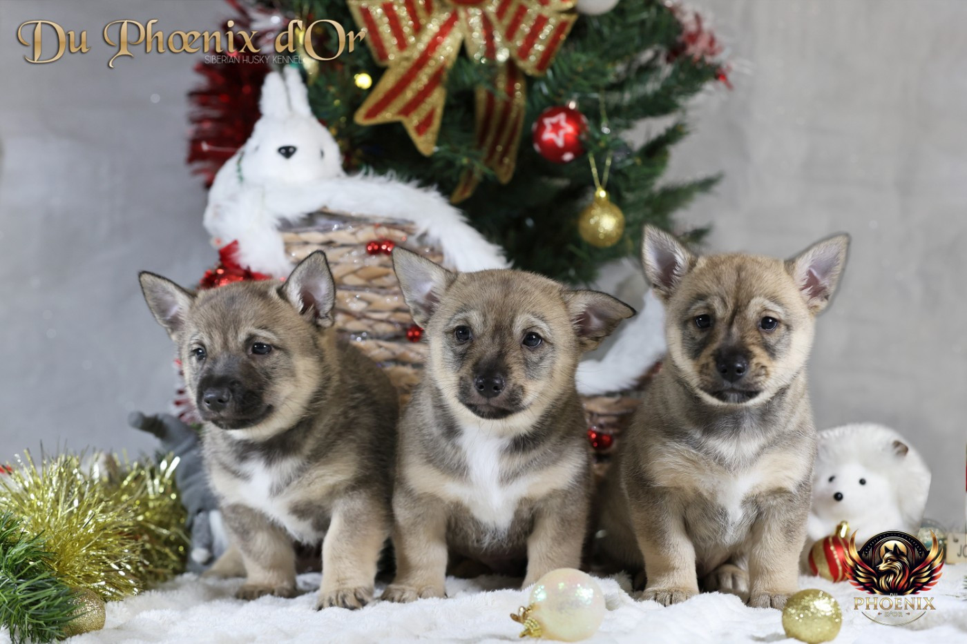 Du Phoenix D'Or - Spitz des Visigoths - Portée née le 14/10/2025