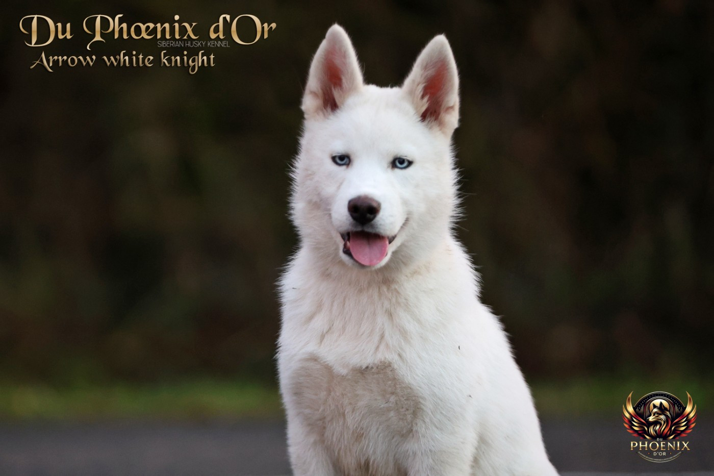 Du Phoenix D'Or - Chiots disponibles - Siberian Husky