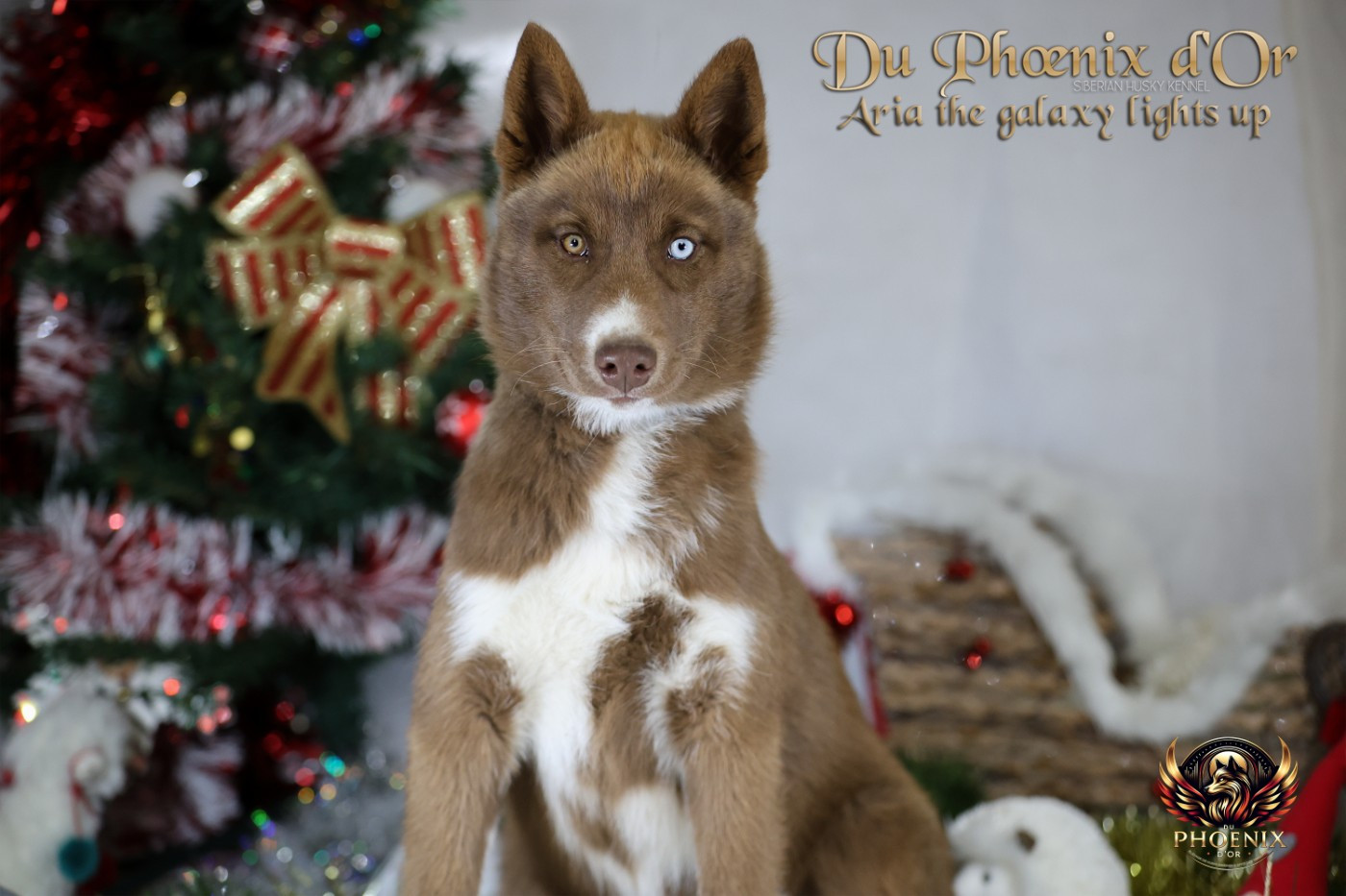 Du Phoenix D'Or - Chiots disponibles - Siberian Husky