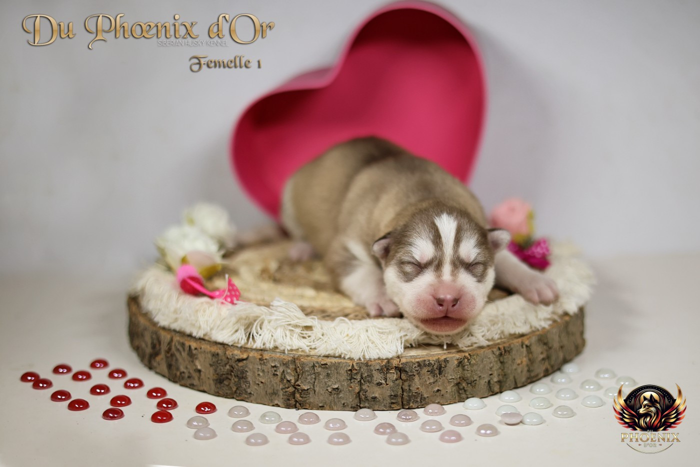 Du Phoenix D'Or - Chiots disponibles - Siberian Husky