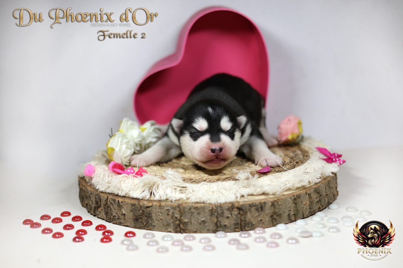 Du Phoenix D'Or - Chiots disponibles - Siberian Husky