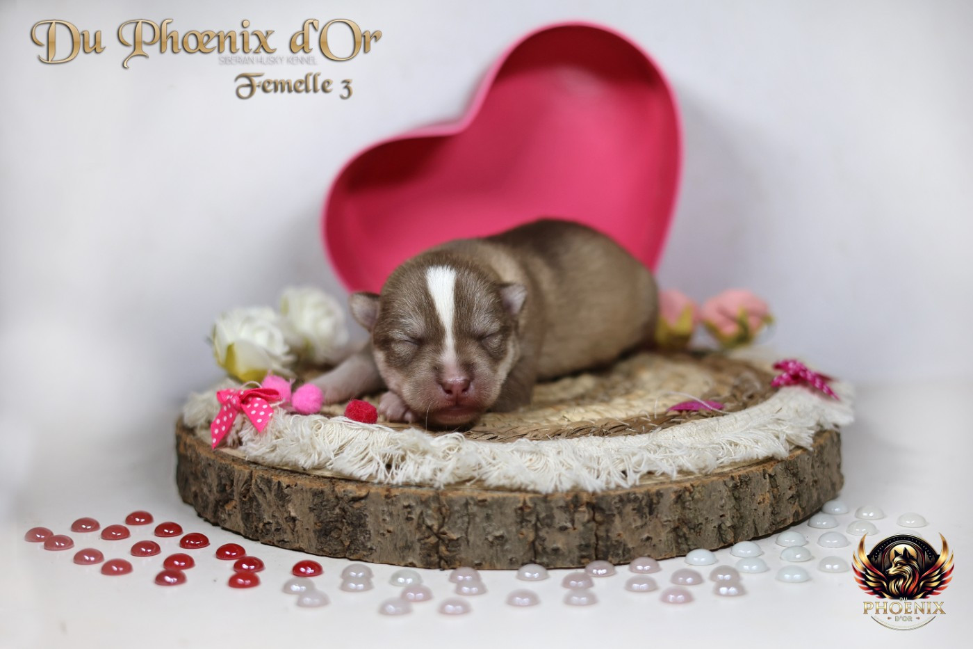 Du Phoenix D'Or - Chiots disponibles - Siberian Husky