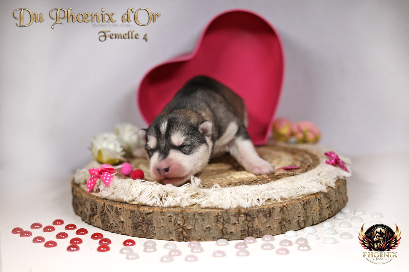 Du Phoenix D'Or - Chiots disponibles - Siberian Husky