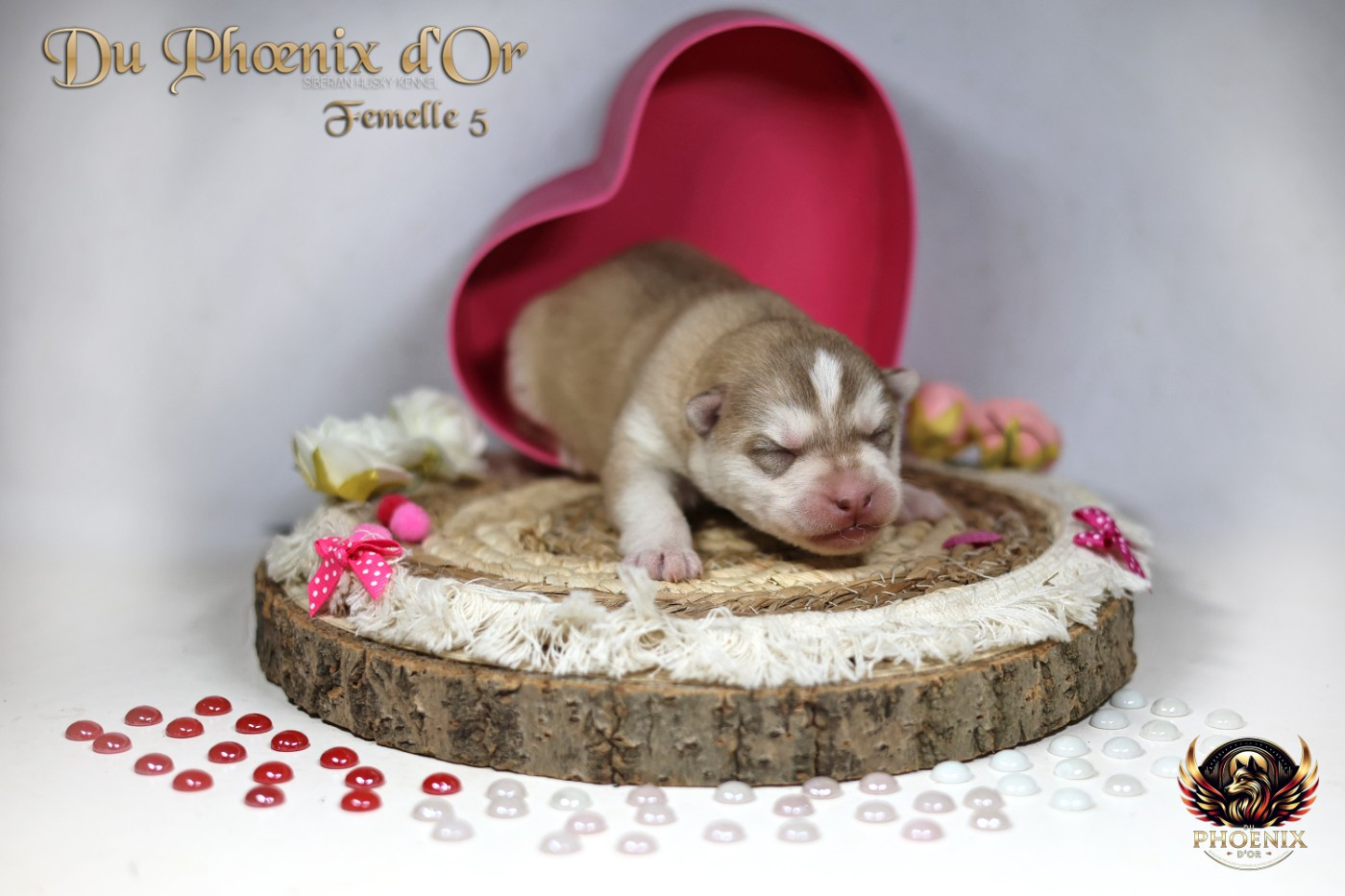Du Phoenix D'Or - Chiots disponibles - Siberian Husky