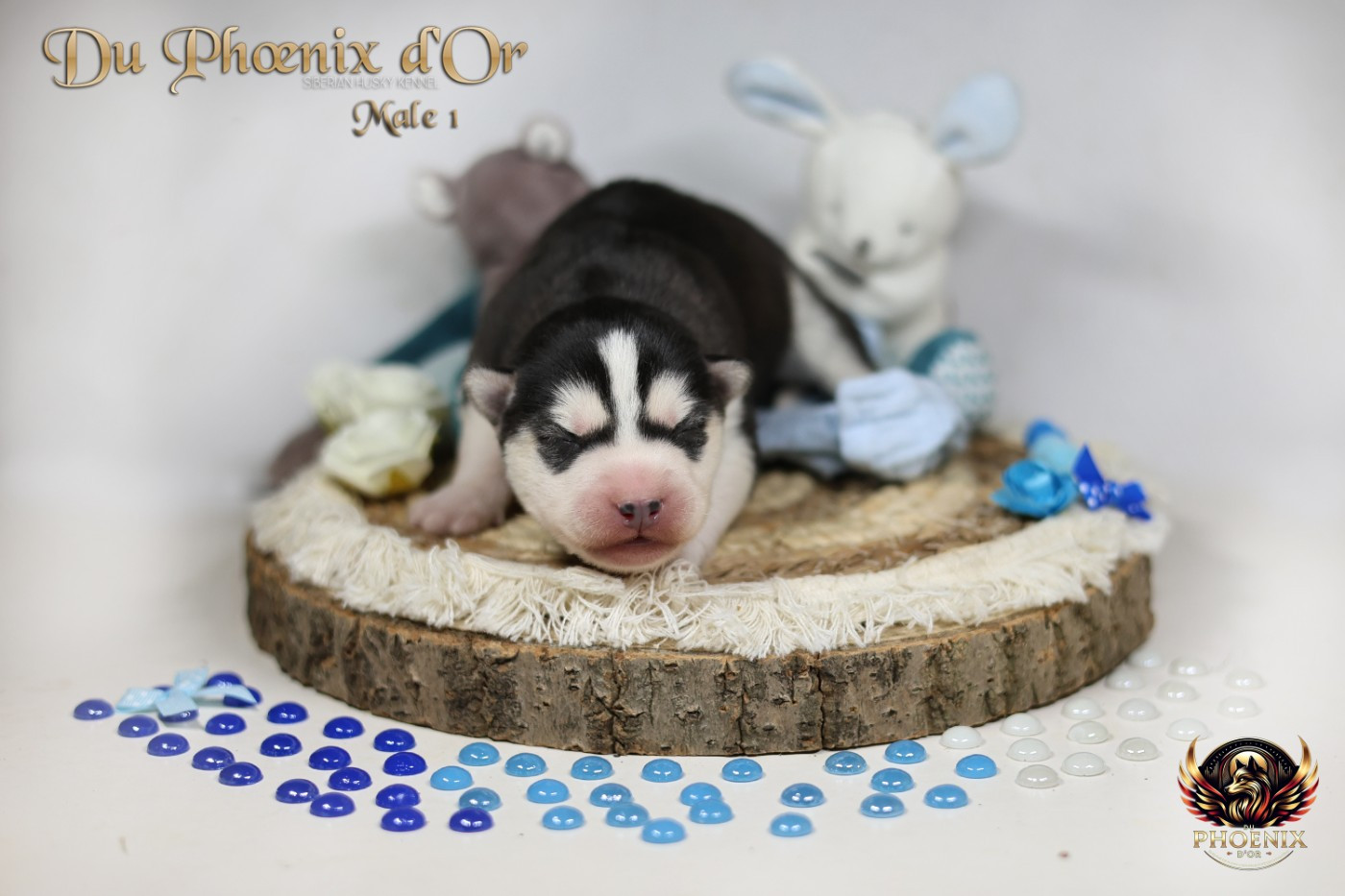 Du Phoenix D'Or - Chiots disponibles - Siberian Husky