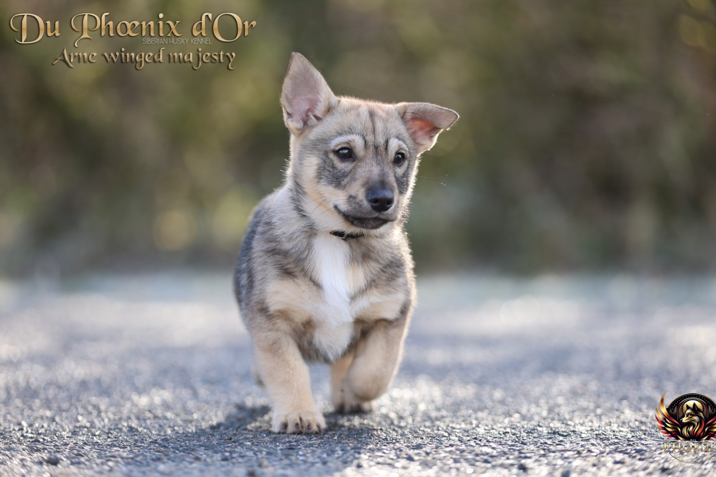 Du Phoenix D'Or - Chiots disponibles - Spitz des Visigoths